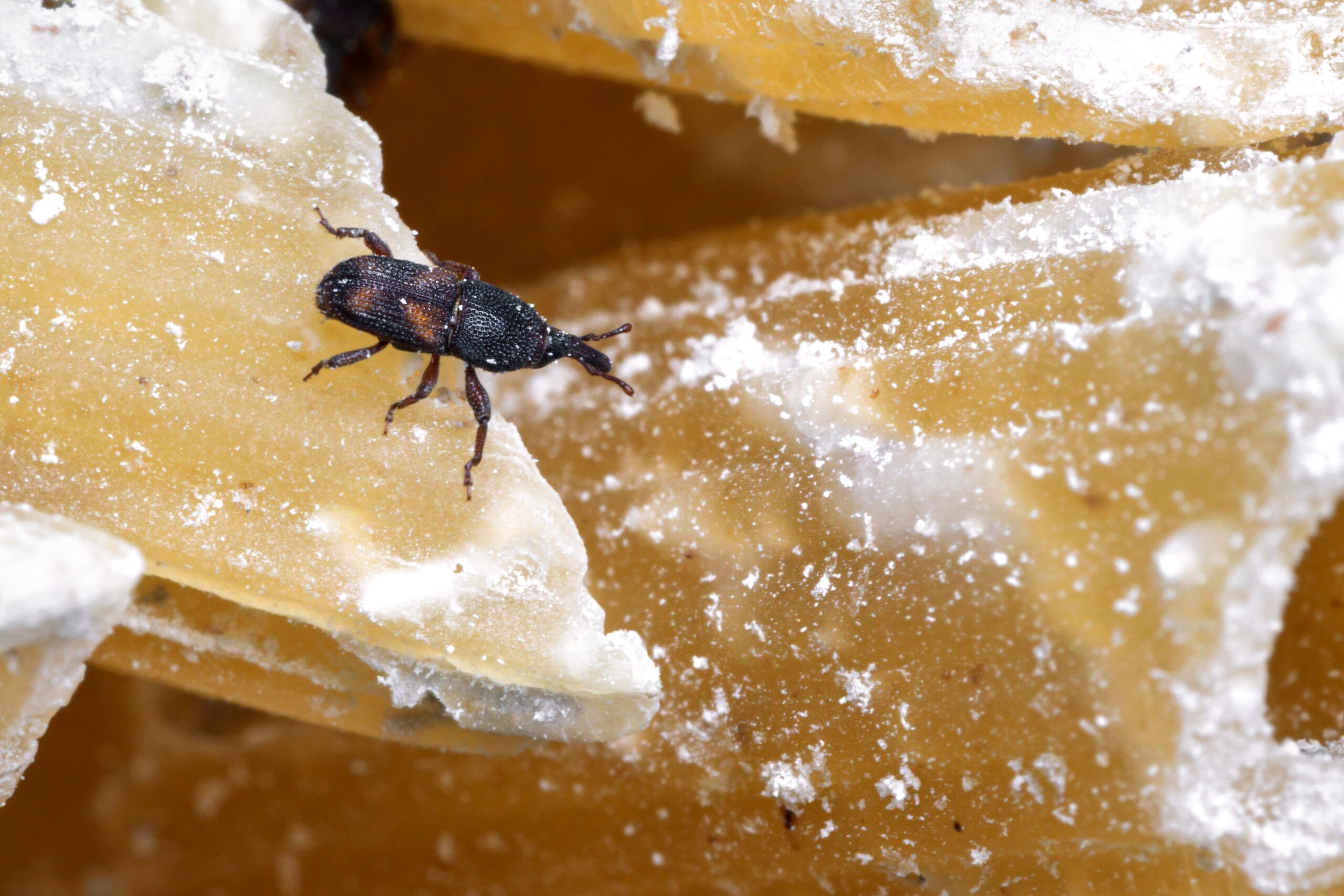 weevils in pasta