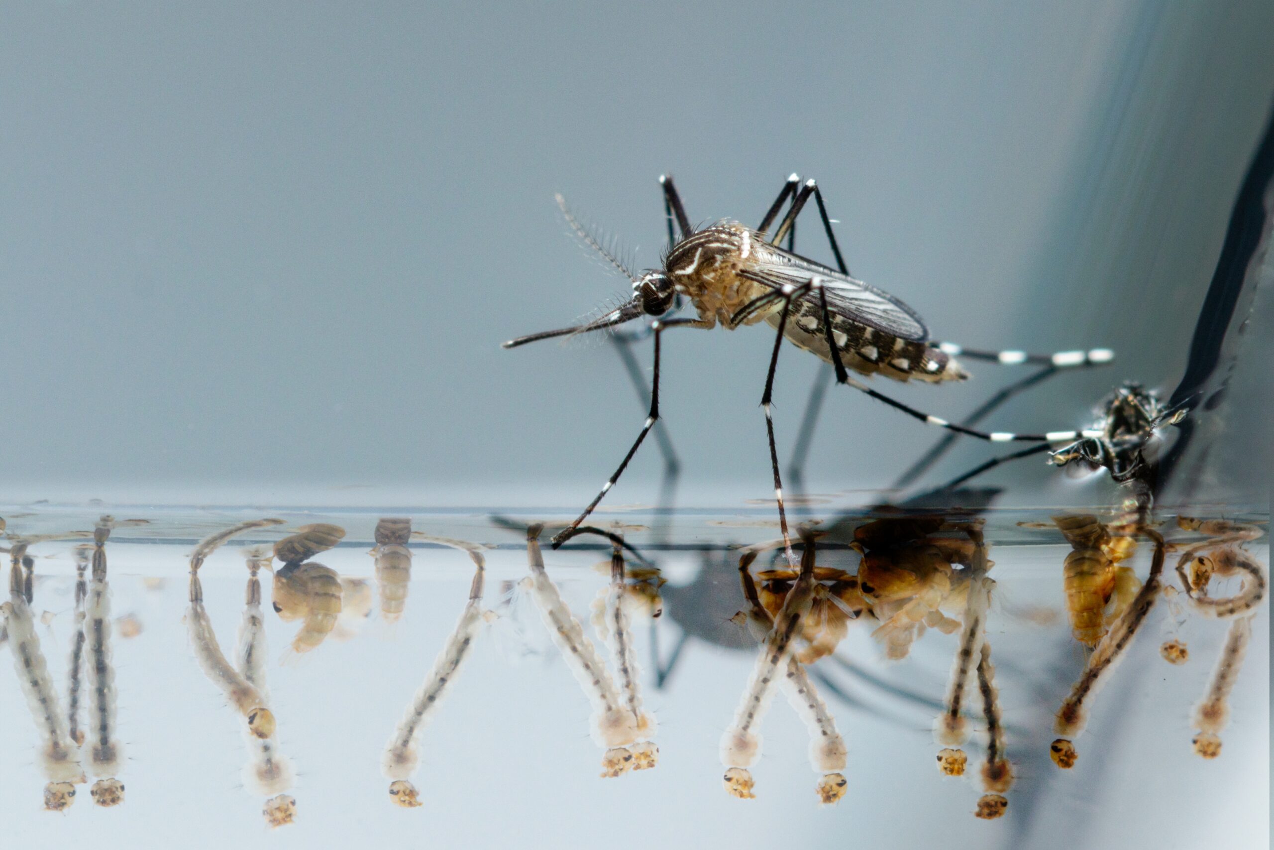 Mosquito On Water