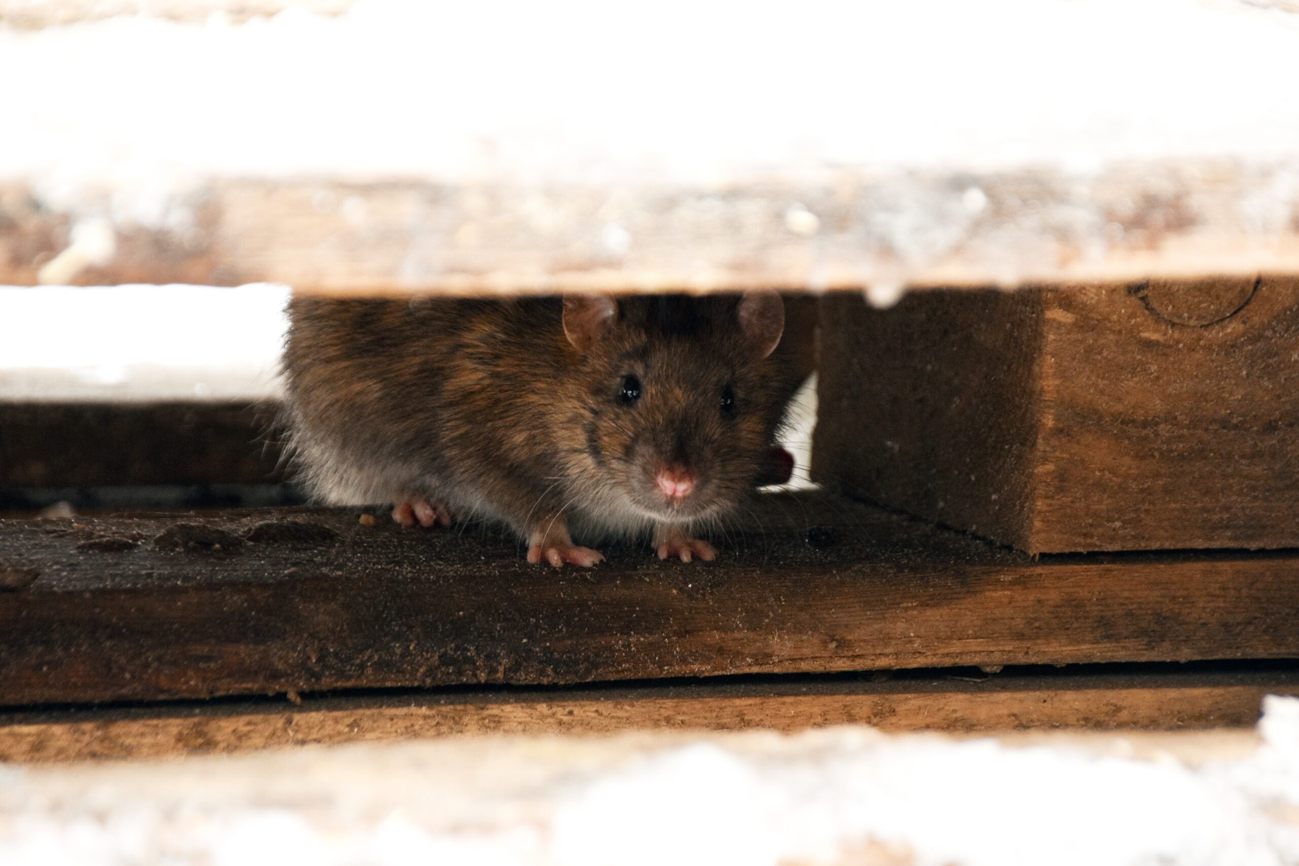Mouse hiding und a pallet