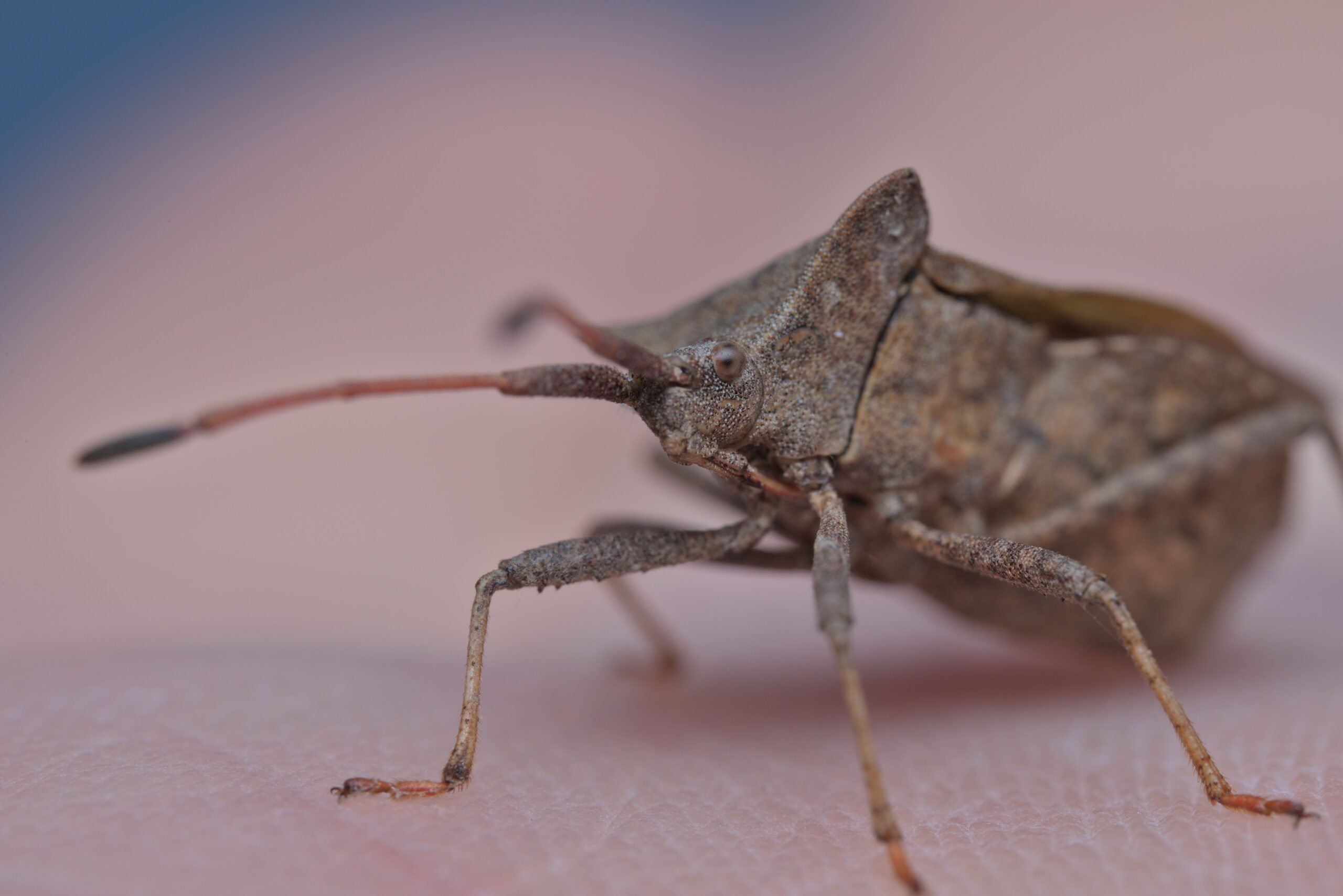 Fall Pests in Texas