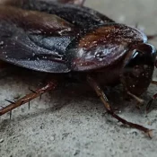 cockroach