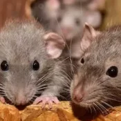 cute-ga5102066f_1920