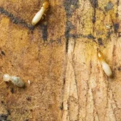 iStock_000038206772_Full