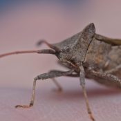 Fall Pests in Texas