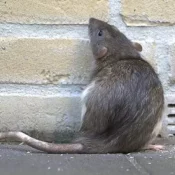 service-image-rodent