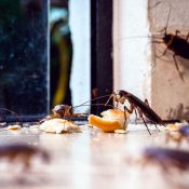 cockroaches on countertop