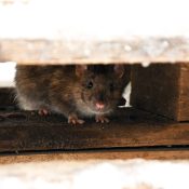 Mouse hiding und a pallet