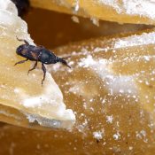 weevils in pasta
